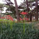 지천솔밭 이미지