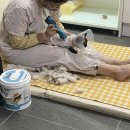 발라당냥 이미지