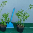 한나농장 | 옥상 블루베리 품종 기록 #2 – 한나초이스(Hannah's Choice) 3년생