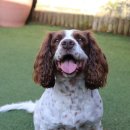 하얀강아지 이미지