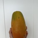파파야 과일 내돈내산 후기 (스위탄파파야, 국내산 파파야, 포천 선우팜, 추석 명절선물 추천)