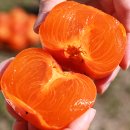 청도 | 달달한 홍시의 계절이 왔다! 진짜 달콤한 청도반시 후기