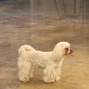 애견카페왕 이미지