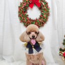 메리몰펫샵(사직점) | 사직동 미용샵 어디갈지 고민된다면 메리몰펫샵 사직점