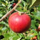 청송농장 이미지