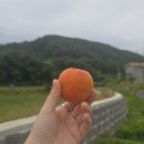 사나물농장 | 주말농장 방문 후기｜500평 텃밭과 살구 한 알의 작은 행복