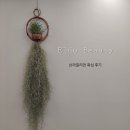 인생 첫 왁싱샵, 대전 브라질리언왁싱 후기 &#39;탄방동 엘도뷰티&#39;