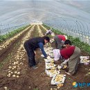 개진감자영농조합법인 이미지