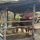 소월농장 이미지