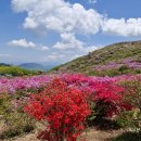 대일떡집 이미지