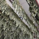 총각농장 이미지