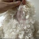 우리집 막둥이 | 우리집 막둥이 바베시아 극복기