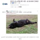 일본서 곰 습격에 4명 사망…곰 몸속에서 인체 발견 이미지