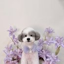마이리틀멍 이미지