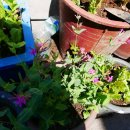 정릉천 제방 이미지