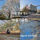 비둘기공원2 | 시흥 벚꽃 명소 비둘기공원, 주말 벚꽃 나들이 후기(실시간 벚꽃 개화현황)