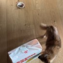 조준농장 | 강아지 배변판 배변매트 추천 - 바잇미 방수가능 보솜매트, 실리콘 배변판 후기