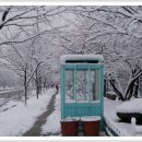 대구시 두류공원(성당 못) 설경을 보세요 --도천최평열 이미지