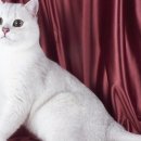 강동24시SKY 동물병원 이미지