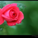 꽃보다아름다운당신 이미지