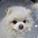 내방역 1번출구 동물병원 앞 이미지