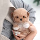 광주강아지분양 고양이분양 미유펫 본점 | 장성강아지분양 미유펫에서 만난 반려견 분양 후기