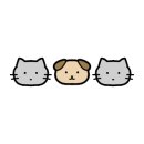 제주냐옹실 고양이미용 이미지