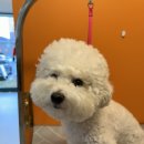 커몽커몽펫 이미지