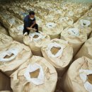 용인시농협쌀조합공동사업법인 이미지