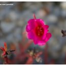 꽃보다닭 이미지