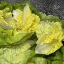 로메인 | 유러피안샐러드 제대로 야채의진수 미니로메인 버터헤드샐러드 실사용 후기