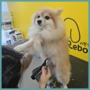 이든반려견 문화센터 | 양천구애견미용 이든반려견문화센터에서의 특별한 경험