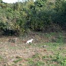 명재목장 이미지