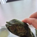 [제품후기] 아침식사대용 떡 간식추천 영광금호떡집 모시송편