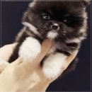 펫퍼스트 24시 강아지분양고양이분양 용인점 | 펫퍼스트 24시 강아지분양 고양이분양 용인점, 첫 입양의 기쁨을 만나다