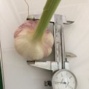 홍산농장 이미지