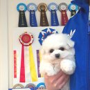 안다켄넬 이미지