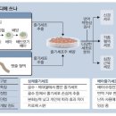 성체줄기세포의 과대포장광고 이미지