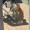 미라클 그루밍 | 12월 첫째주 일상/고멧 블루베리 시작