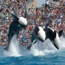 범고래PC 이미지