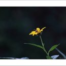 뚱딴지 - 아산시 | 뚱딴지