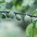 청포농장 이미지