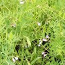 도촌 마을회관 이미지