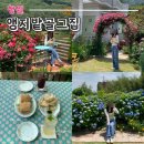 부산 근교 창원 앵지밭골 그집 장미와 수국카페 주말후기