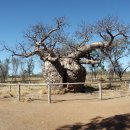 바오바브(baobab)