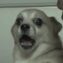 포실하개 이미지