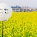 [요기 어때]설렘 폭발 '서래섬 유채꽃 축제'…하이디님 추천 이미지