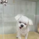 초원애견샵 이미지