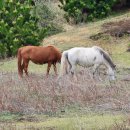 송악산 숲길 이미지