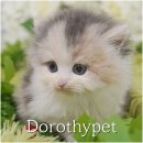 단아한펫 | 목포고양이분양 풍성한 털과 단아한 표정이 참 매력적이에요.